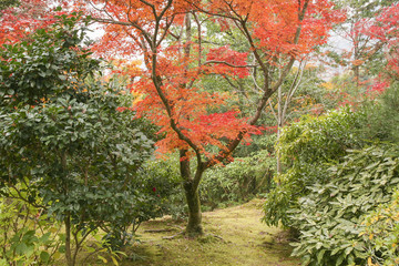 Fototapeta premium Autumn in Japan
