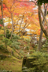 Autumn in Japan