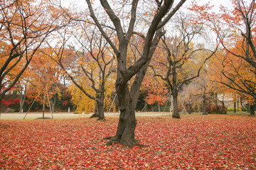 Autumn in Japan
