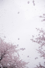 雨と桜の花びら