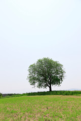 Obraz premium 一本の木