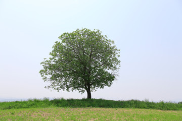 Fototapeta na wymiar 一本の木