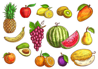 Hand drawn sketch of tropical and exotic fruits.
