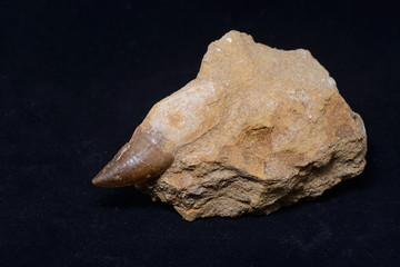 mosasaurus tooth