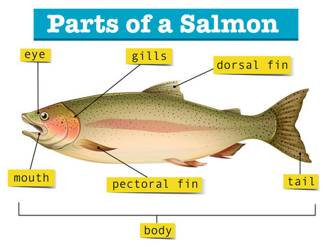 Diagram showing parts of salmon