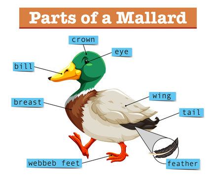 Different parts of mallard