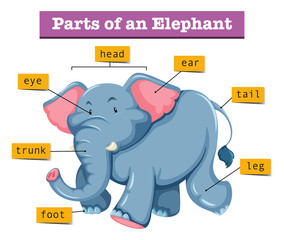 Diagram showing parts of elephant