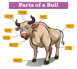 Diagram showing parts of bull