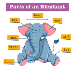 Diagram showing parts of elephant