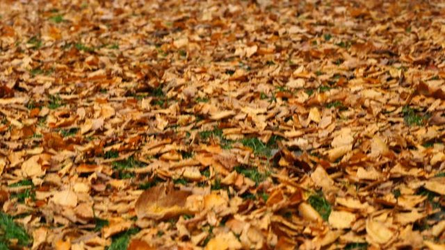 Lion of Lucerne is a rock relief commemorates the Swiss Guards who were massacred in 1792 during the French Revolution