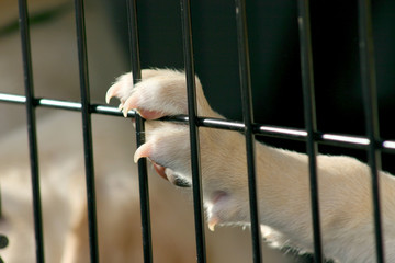 Dog paw on cage © kautzphoto
