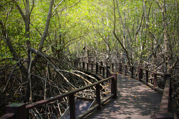 Abstract background of walkway among the ceriops tagal is a beautiful nature in the mangrove forest at Thailand.Traveling and journey Concept