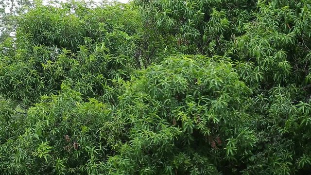 ree branches and leaves blowing in the wind