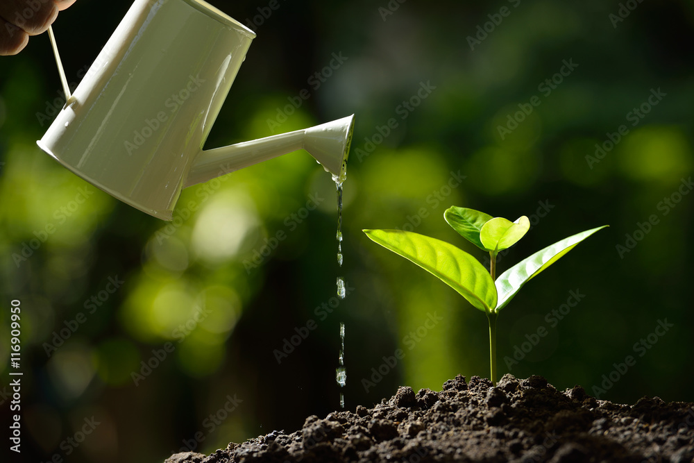 Fototapete Sprout watered from a watering can on nature background