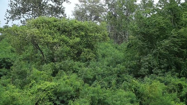 ree branches and leaves blowing in the wind