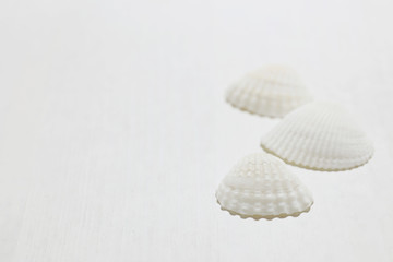 貝殻のポートレイト
