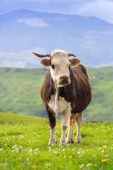 Cow in mountain hill