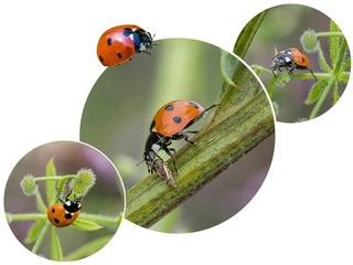 marienkäfer © Klaus Haase 