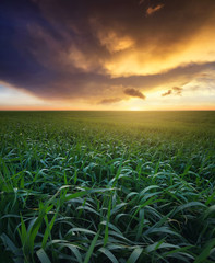 Fototapeta premium Grass on the field during sunrise. Agricultural landscape in the summer time