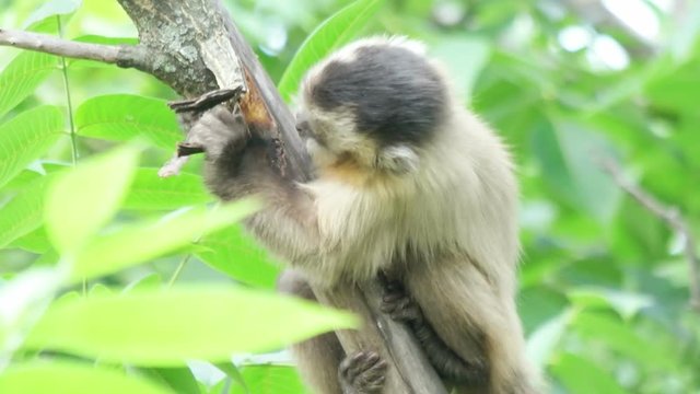 capuchin eating on the tree