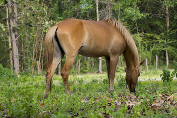 ฺBrown horse eating grass