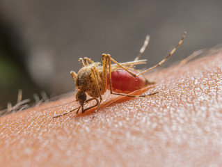 Macro of biting mosquito