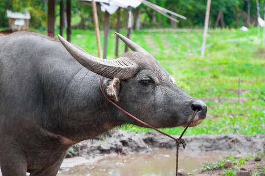 Buffalo in countryside in Northern Thailand
