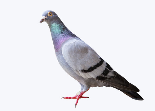full body of speed flying racing pigeon isolated white backgroun