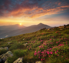 Flowers on the mountain field during sunrise. Beautiful natural landscape in the summer time