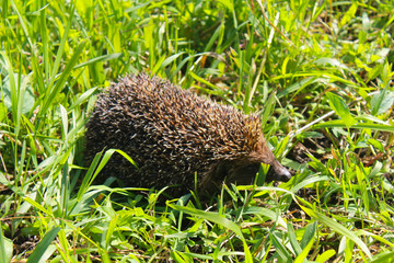 Hedgehog on green grass