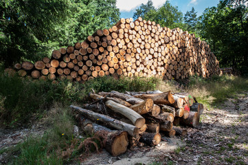 coupe de bois en forêt