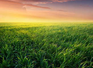 Grass on the field during sunrise. Agricultural landscape in the summer time