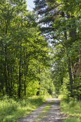 Forest path among the trees in the forest.