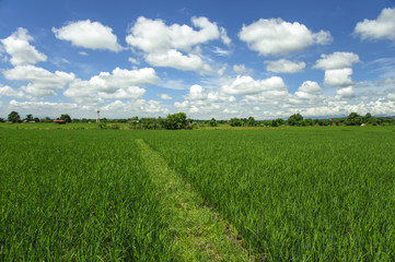 Paddy jasmine rice farm in Thailand
