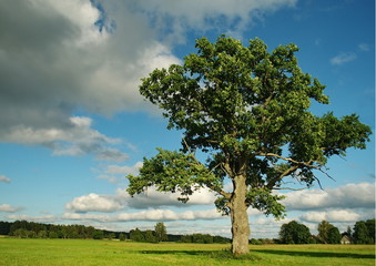 Fototapeta na wymiar Lonely oak
