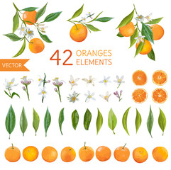 Vintage Oranges, Flowers and Leaves. Lemon Bouquetes. Watercolor Style - 116915582