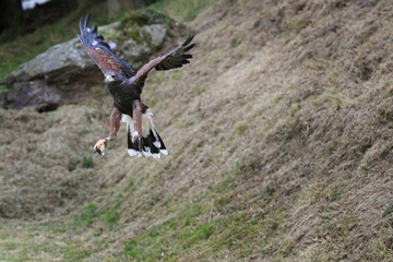 Common buzzard with wings open