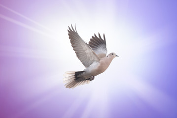 Beautiful dove symbol of faith