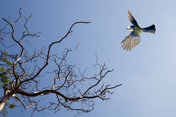 Bird in flight against bright spring background