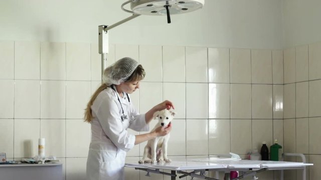 veterinary examination animal in clinic
