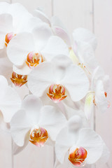 Phalaenopsis white on light