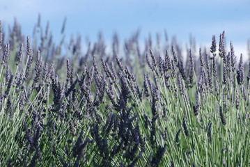 lavandin
