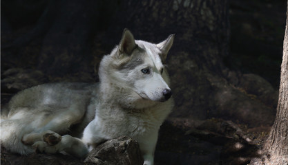 Obraz premium The dog in the shade of the trees