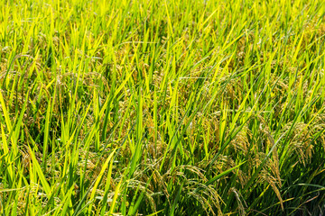 Rice meadow