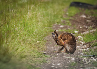 Brown Hare on path, cleaning with tongue wet from bathing in puddle (Lepus europaeus) © fungirlslim