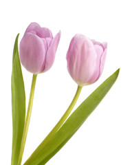 Two lilac tulips