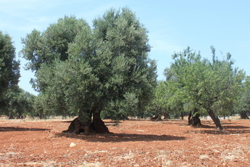 Mediterranean olive field with old olive trees against the blue cloudless sky