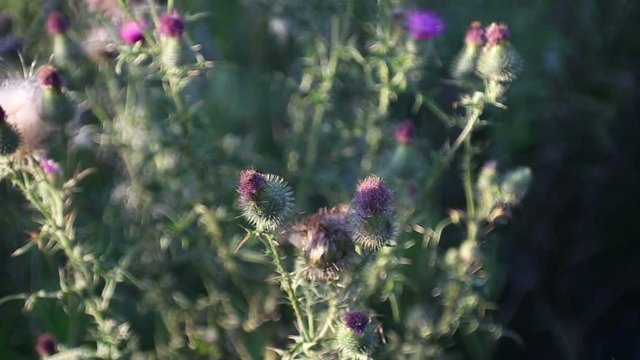 Wildflowers sways on a wind in the field