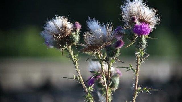 Wildflowers sways on a wind in the field