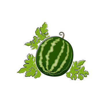 Berry Watermelon Isolated on White Background, Fruit Watermelon , Vector Illustration